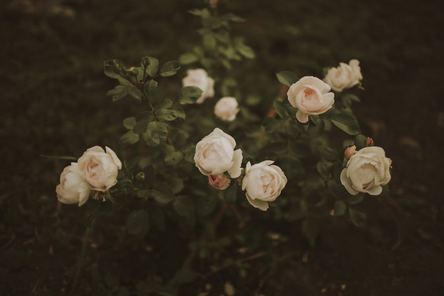 Cream garden roses