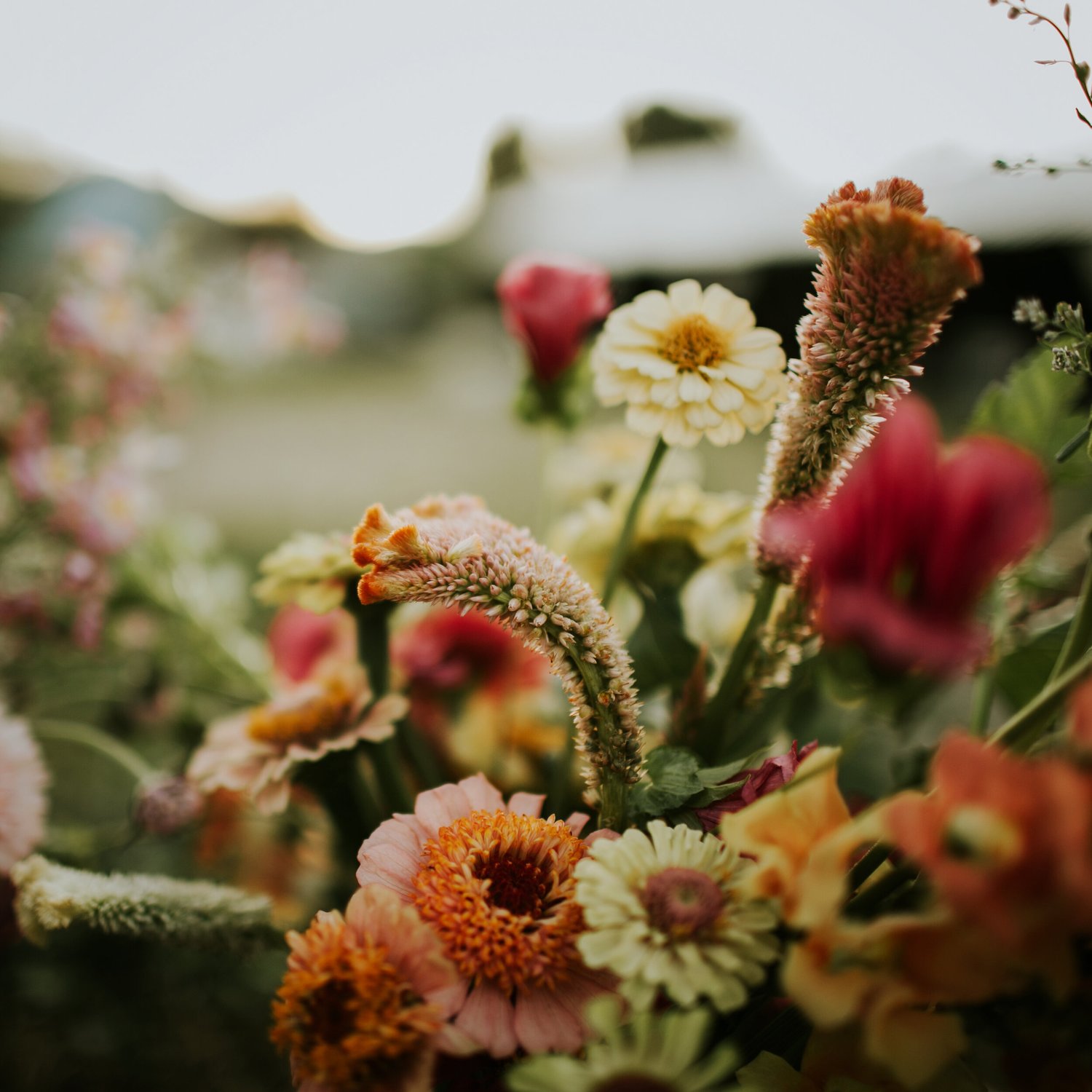 Colorful bouquet of zinnias and celosia grown at FarmWild