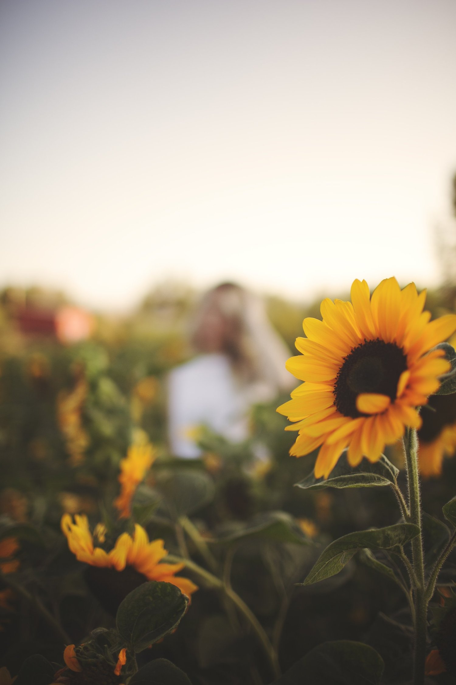 Flower U-Pick field